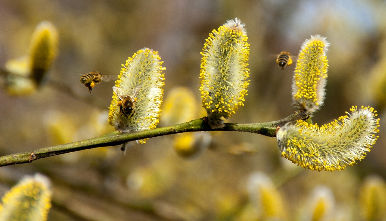 Safety Measures for Allergy Sufferers